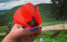 Billeder fra gæster i Fattoria Il Monte