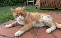 Billeder fra gæster i Villa Grazia