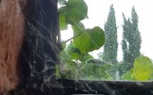 Billeder fra gæster i Tara