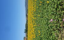 Billeder fra gæster i Borgo Casa di Lappi