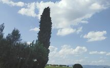 Billeder fra gæster i Villa Il Cedro