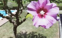 Billeder fra gæster i Villa Il Cedro