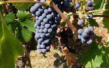 Billeder fra gæster i Villa della Nave