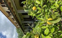 Billeder fra gæster i Vinci 980