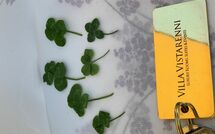 Billeder fra gæster i Contessa di Gaiole