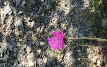 Billeder fra gæster i Contessa di Gaiole