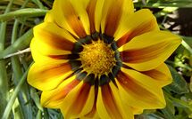 Billeder fra gæster i Selva degli Ulivi