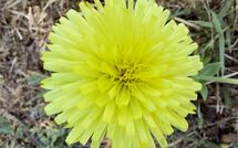 Billeder fra gæster i Selva degli Ulivi