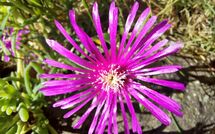 Billeder fra gæster i Selva degli Ulivi