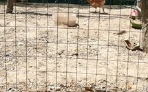 Billeder fra gæster i Pagliazzone