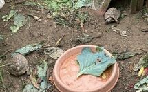 Billeder fra gæster i Ca di Maestro