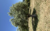 Billeder fra gæster i Villa San Martino