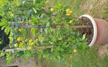 Billeder fra gæster i Batticapo di Ilaria