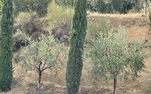 Billeder fra gæster i Casa Cervognano