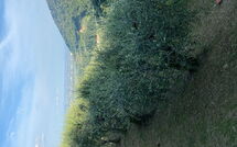 Billeder fra gæster i Villa Mastiano