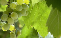 Billeder fra gæster i Villa Marina