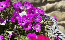 Billeder fra gæster i Villa Marina