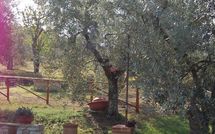 Billeder fra gæster i San Romolo