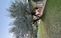 Billeder fra gæster i Villa Il Cipresso