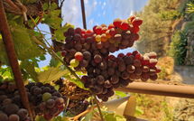 Billeder fra gæster i San Eusebio