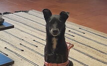 Billeder fra gæster i I Tre Castagni