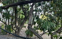 Billeder fra gæster i Von Salis