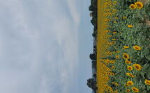 Billeder fra gæster i Il Viaggiolo