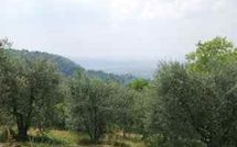 Billeder fra gæster i San Romolo