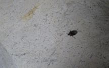 Billeder fra gæster i Villa Scaletta