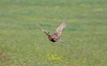 Billeder fra gæster i Podere Cunina