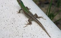 Billeder fra gæster i Casa Cervognano