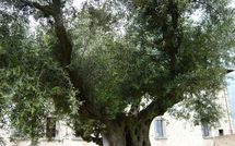 Billeder fra gæster i Paradiso