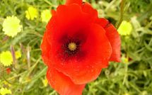 Billeder fra gæster i Paradiso