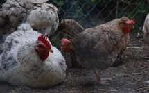 Billeder fra gæster i Casa Ivan