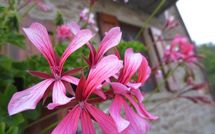 Billeder fra gæster i Casa Ivan