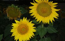 Billeder fra gæster i Villa San Fabiano