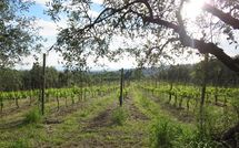 Billeder fra gæster i Fattoria le Poggiola