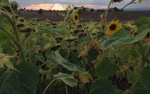 Billeder fra gæster i Rosa dei Venti