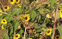 Billeder fra gæster i Rosa dei Venti