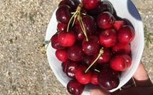 Billeder fra gæster i Villa Eden