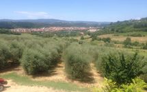 Billeder fra gæster i Villa Alabastro