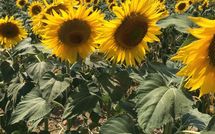 Billeder fra gæster i Casa Cipressi