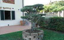 Billeder fra gæster i Antico Fienile