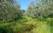 Billeder fra gæster i Podere San Bono