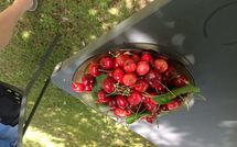 Billeder fra gæster i Cegliolo