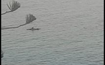 Billeder fra gæster i Il Sorriso