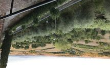 Billeder fra gæster i Loggia del Poggiolo