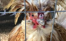 Billeder fra gæster i Rocca di Cetona