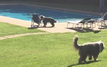 Billeder fra gæster i Alisso