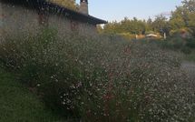 Billeder fra gæster i La Casetta nel Bosco